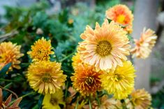 some yellow and orange flowers are in the grass