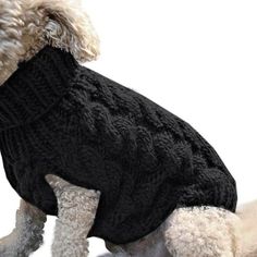 a white dog wearing a black sweater