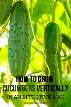 cucumbers growing on the vine with text overlay how to grow cucumbers vertically in an effective way