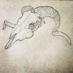 a drawing of a ram's head with long horns