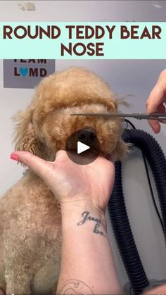 a person cutting a teddy bear's hair with scissors in front of a sign that reads round teddy bear nose