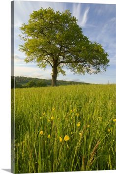 a lone tree in the middle of a grassy field