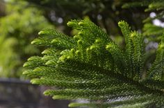 a close up of a green tree branch