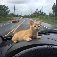 an orange kitten sitting on the dashboard of a car