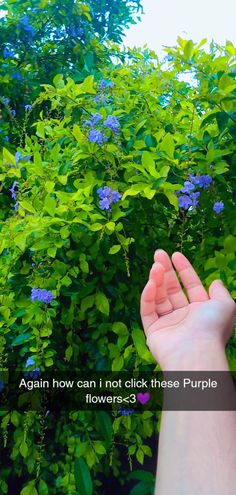 someone is holding their hand up in front of some bushes with blue and green flowers