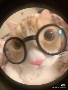 a close up of a cat wearing glasses