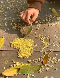 someone picking up some yellow flowers from the ground