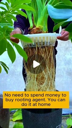 a person holding a potted plant in their hands with the caption'no need to spend money to buy rooting agent, you can do it at home '