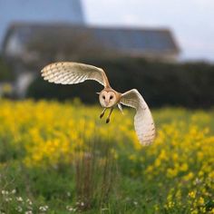 an owl flying in the air over a field