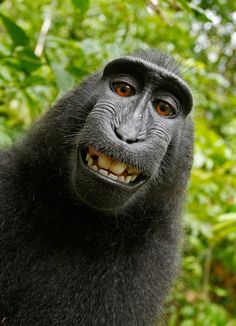 three pictures of a black monkey with its mouth open