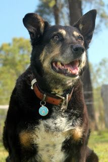 a black and brown dog sitting in the grass