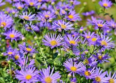 many purple flowers are growing in the grass