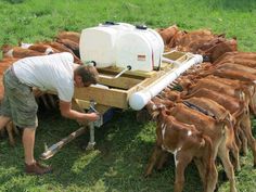 a man that is bending over to milk some cows