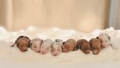 five puppies are laying in a row on a white fur covered bed with their heads down