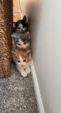 three kittens peeking out from under a carpeted floor