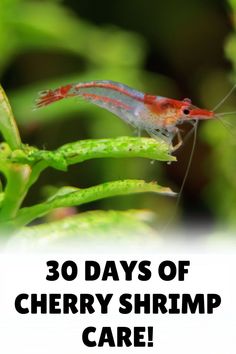 the words 30 days of cherry shrimp care