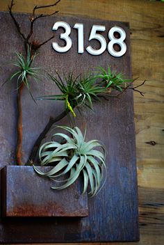 a wooden plaque with air plants on it and the number 3818 written in white