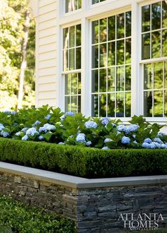 a garden bed with blue flowers in front of a house