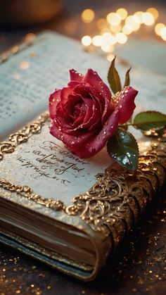 a rose sitting on top of an open book