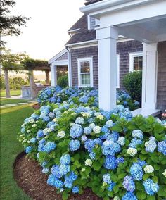 blue and white hydrangeas in front of a house on the side of a road