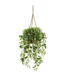 a green plant hanging from a rope