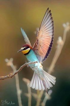 a small bird is perched on a branch with its wings spread out and it's beak open