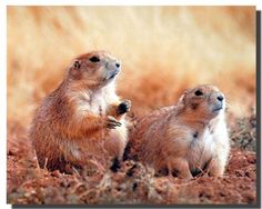 two prairie groundhogs standing next to each other