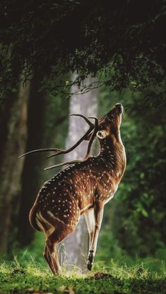 a deer standing on top of a lush green field next to trees in the forest