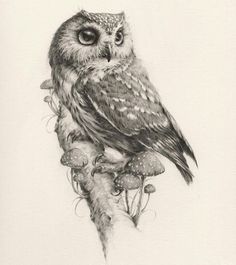 a pencil drawing of an owl sitting on top of a tree branch with leaves and mushrooms