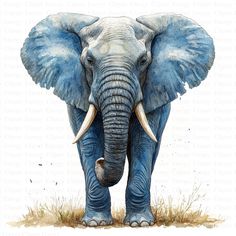 an elephant with tusks standing in the grass