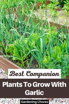 the best companion plants to grow with garlic