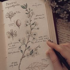 a hand holding a pen over an open book with drawings on it and flowers in the background