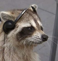 a raccoon with headphones on its ears