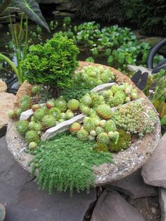 a rock garden with plants and rocks in the middle is displayed on a tabletop