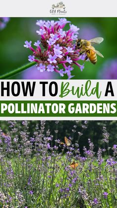 How to Build a Pollinator Garden Container Pollinator Garden, Full Sun Pollinator Garden, Pollinator Garden Design Ideas, Best Pollinator Flowers, Minnesota Pollinator Garden, Butterfly Garden Design Layout, Pollinator Garden Layout, Wildflower Garden Bed, English Garden Backyard