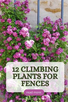 Here is a list of 12 climbing plants for fences and their features. Check some info on invasiveness and toxicity, and how to keep these plants happy. Climbing Plants Fence, Climbing Flowering Vines, Vine Fence, Wall Climbing Plants, Climbing Plants Trellis, Clematis Trellis, Creepers Plants, Flower Fence, Climber Plants