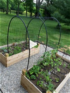 three raised garden beds with plants growing in them