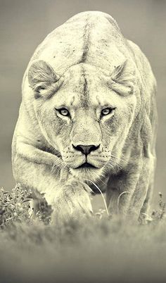 a black and white photo of a lion with the caption's name in spanish