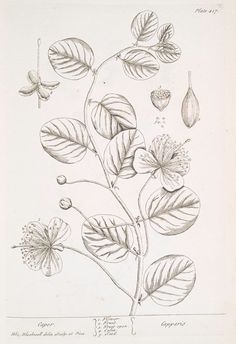 a drawing of leaves and flowers on a white background