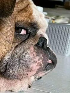 a close up of a dog laying on the ground with it's head down