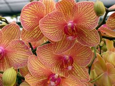 yellow and red orchids blooming in a garden