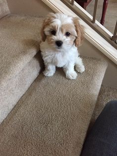 a small white and brown dog sitting on top of a carpeted stair case next to a hand rail