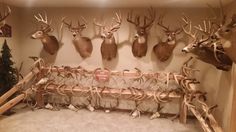 several deer heads mounted to the wall in a room