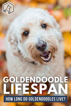 a small white dog standing in front of leaves with the title goldendoodle life span