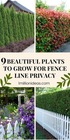 beautiful plants to grow for privacy line privacy