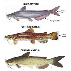 three different types of fish are shown in this diagram, and each one is labeled with its own name