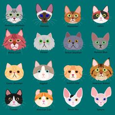 the heads of cats in different colors and sizes on a blue background with words written below