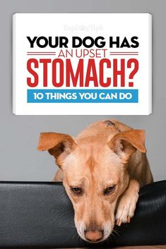 a brown dog sitting on top of a black couch next to a sign that says, your dog has an upset stomach? 10 things you can do