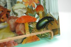 a green beetle sitting on top of a glass shelf next to mushrooms and other plants