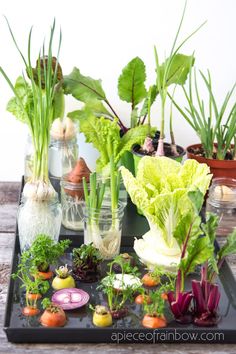 a tray filled with lots of different types of vegetables